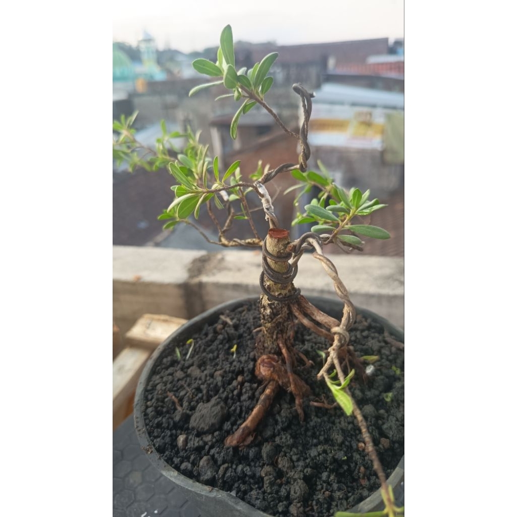 Bonsai santigi karang laut