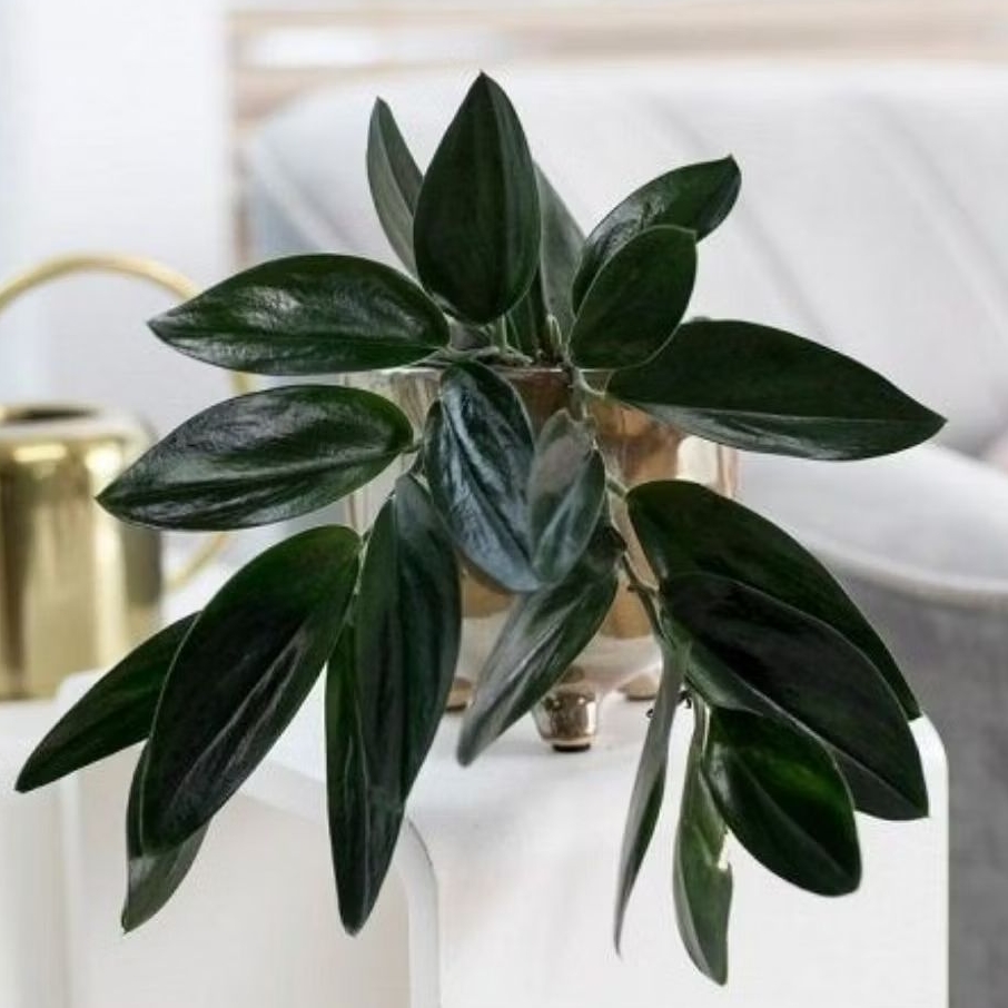 Tanaman hias scindapsus treaubii darkform - scindapsus black