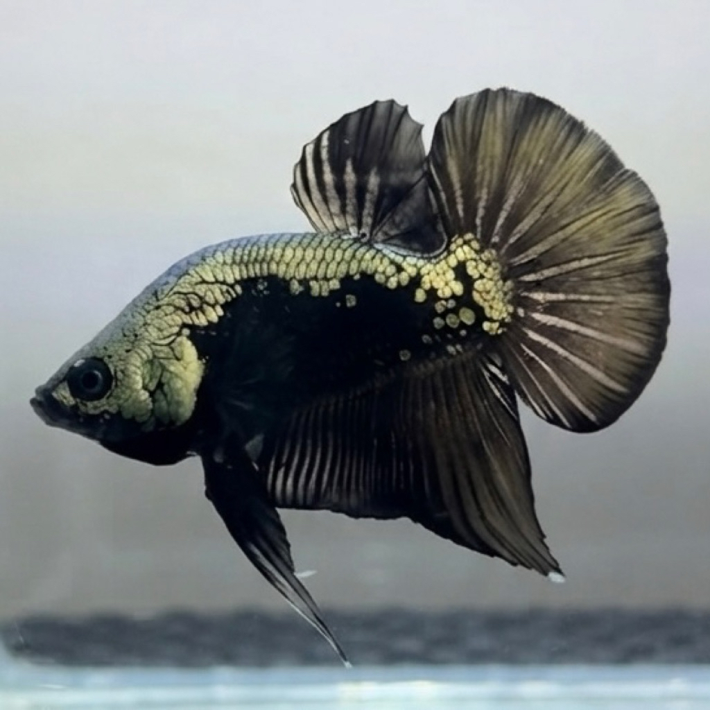 CUPANG / BETTA BONSAI HMPK BLACK SAMURAI VIP (REAL PIC)