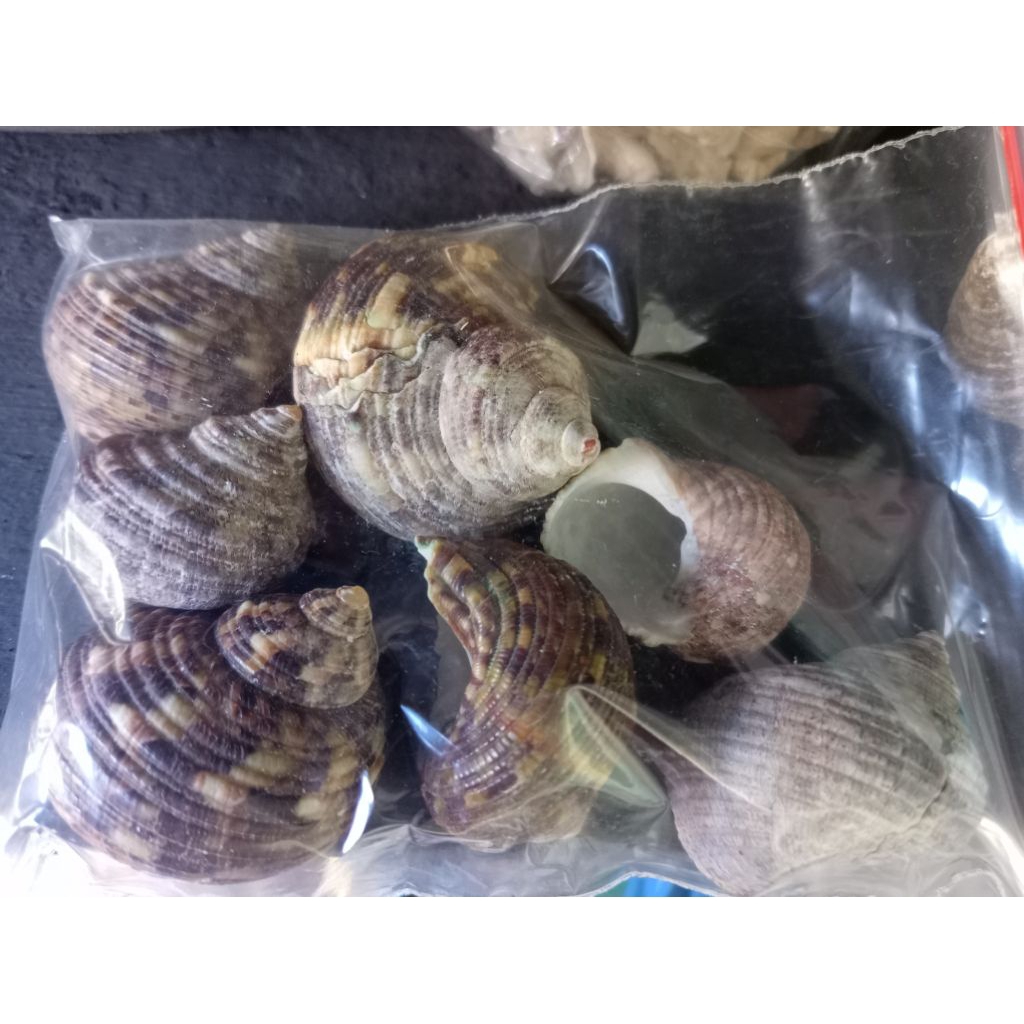cangkang keong siput laut satuan