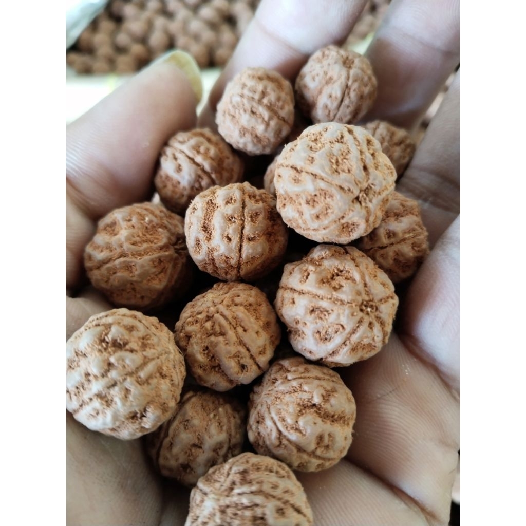 1 kilo jenitri utuh belum dibor  ukuran 15 mili up gede gred A