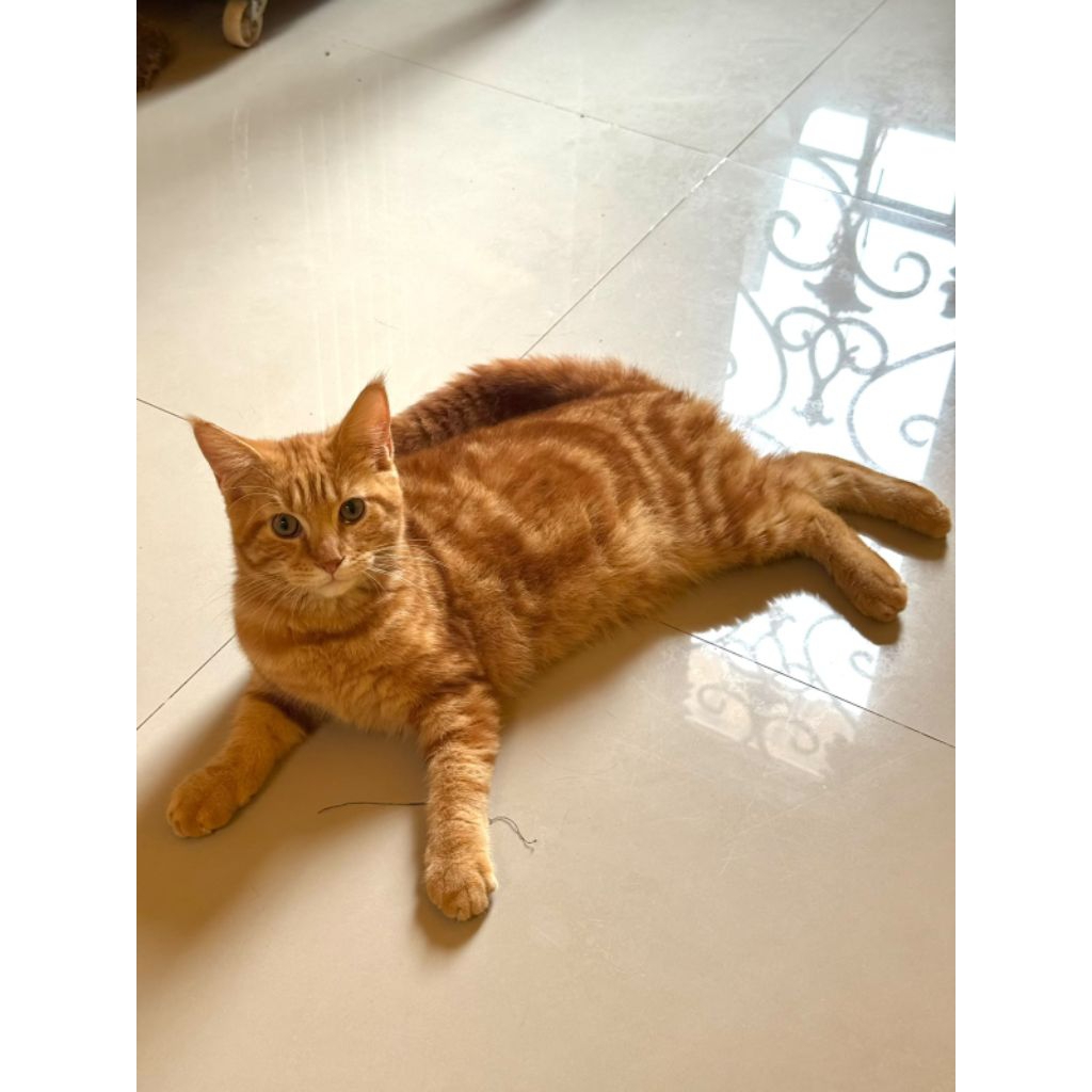 Adopt Kucing BSH X MAINCOON