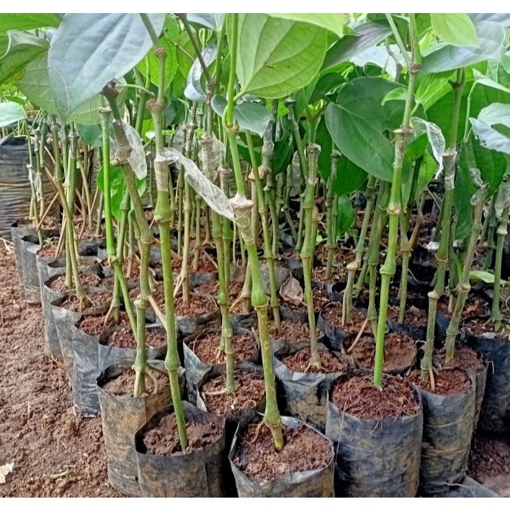 Bibit Lada Sambung
