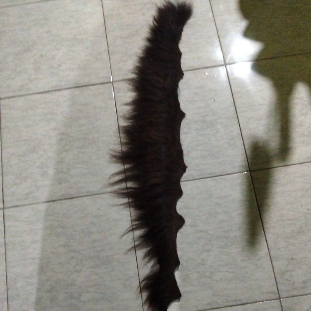 suri kuda asli warna coklat 24-25 cm