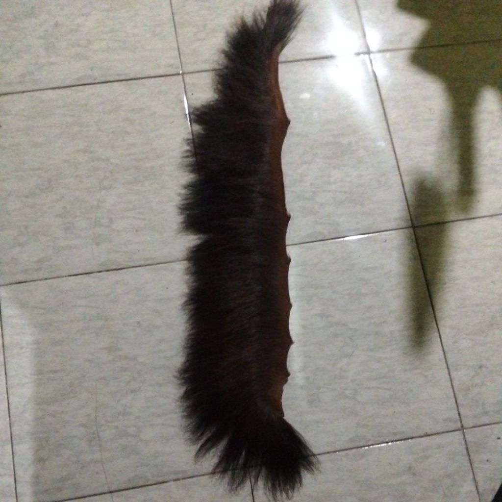 suri kuda asli panjang 21-22cm