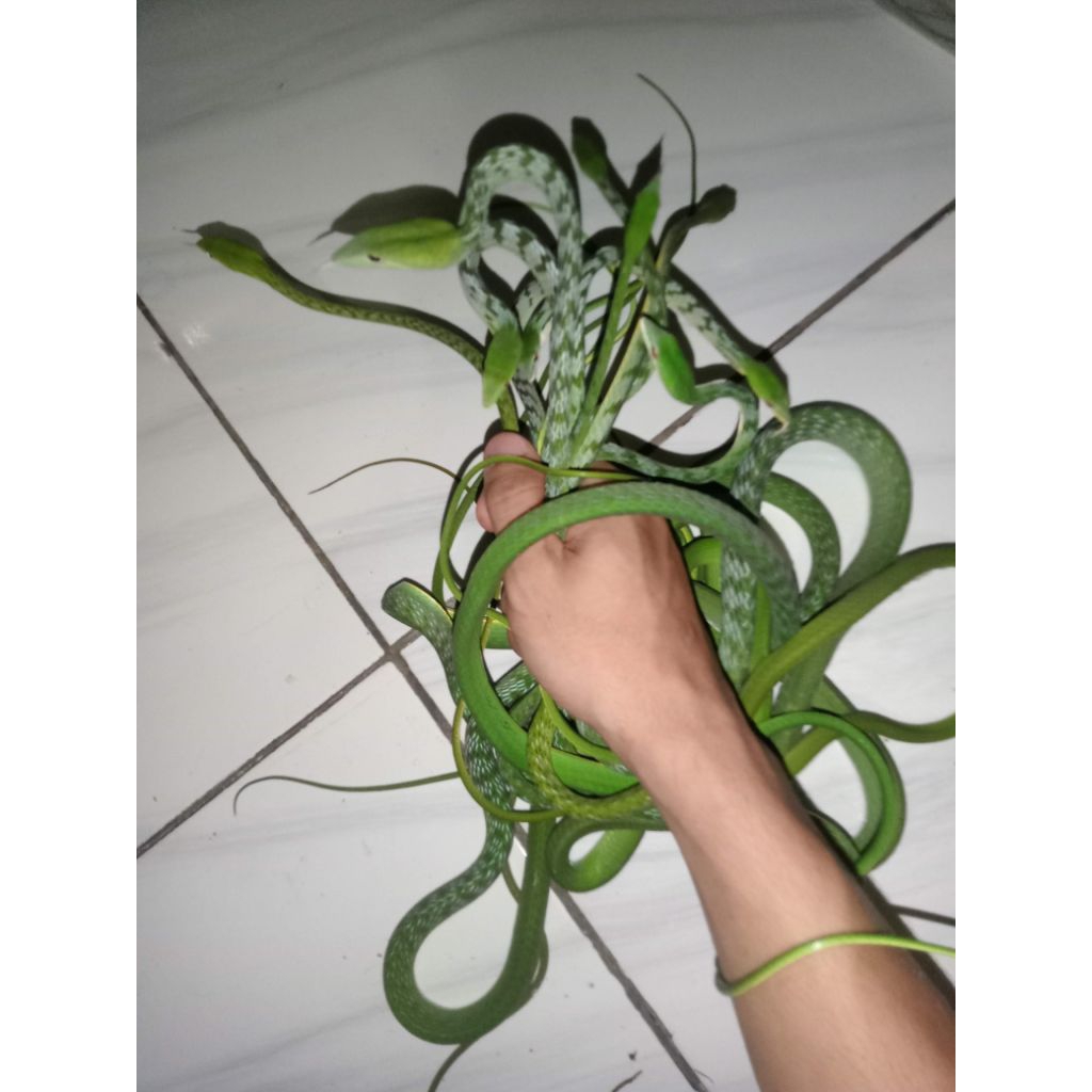 mainan anak anak ular pucuk / promo terbatas