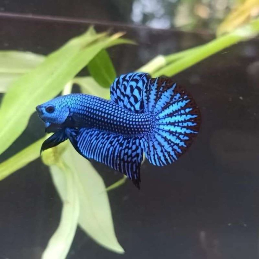 Betta alien hybrid blue