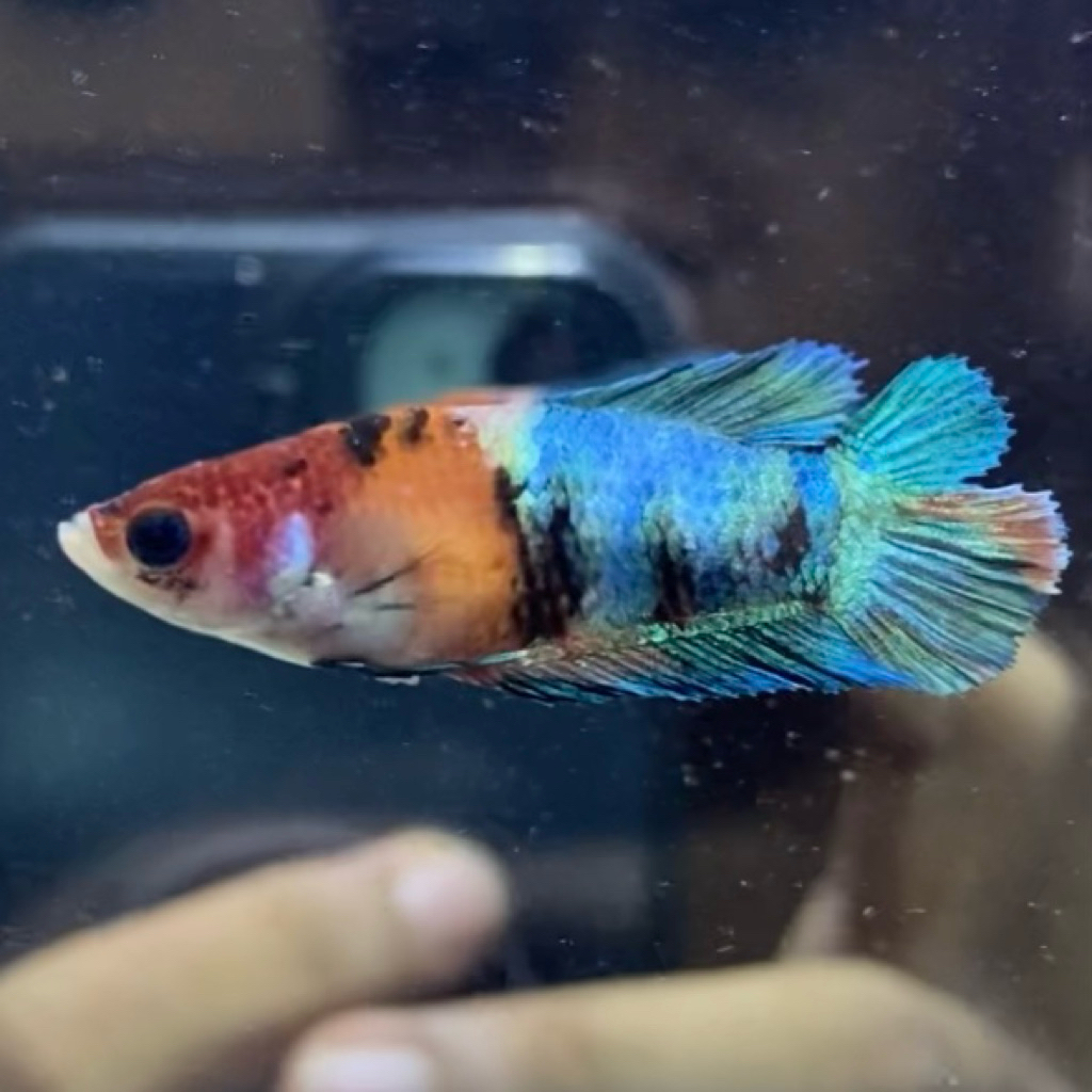 CUPANG / BETTA BETINA PKDT MULTI SIAP BREDDING (REAL PIC)