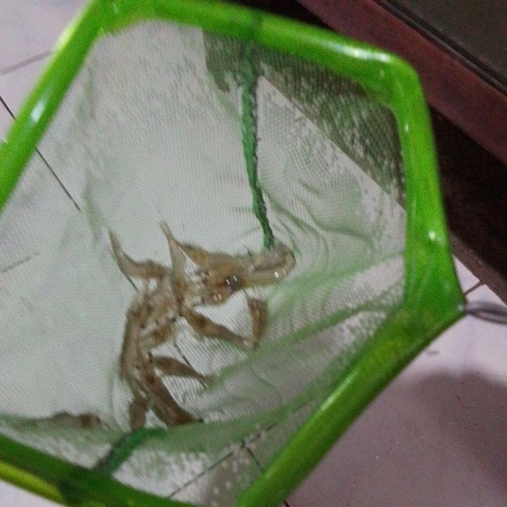 UDANG SAWAH HIDUP