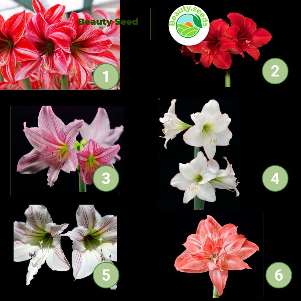 Umbi Bunga Amarilis Variasi Warna - Bibit Umbi Bunga Amarilis