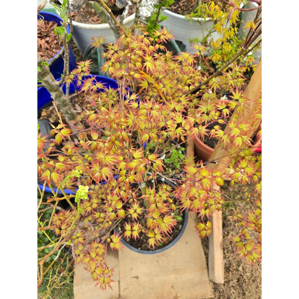 pohon import maple jepang golden murasaki kyohime