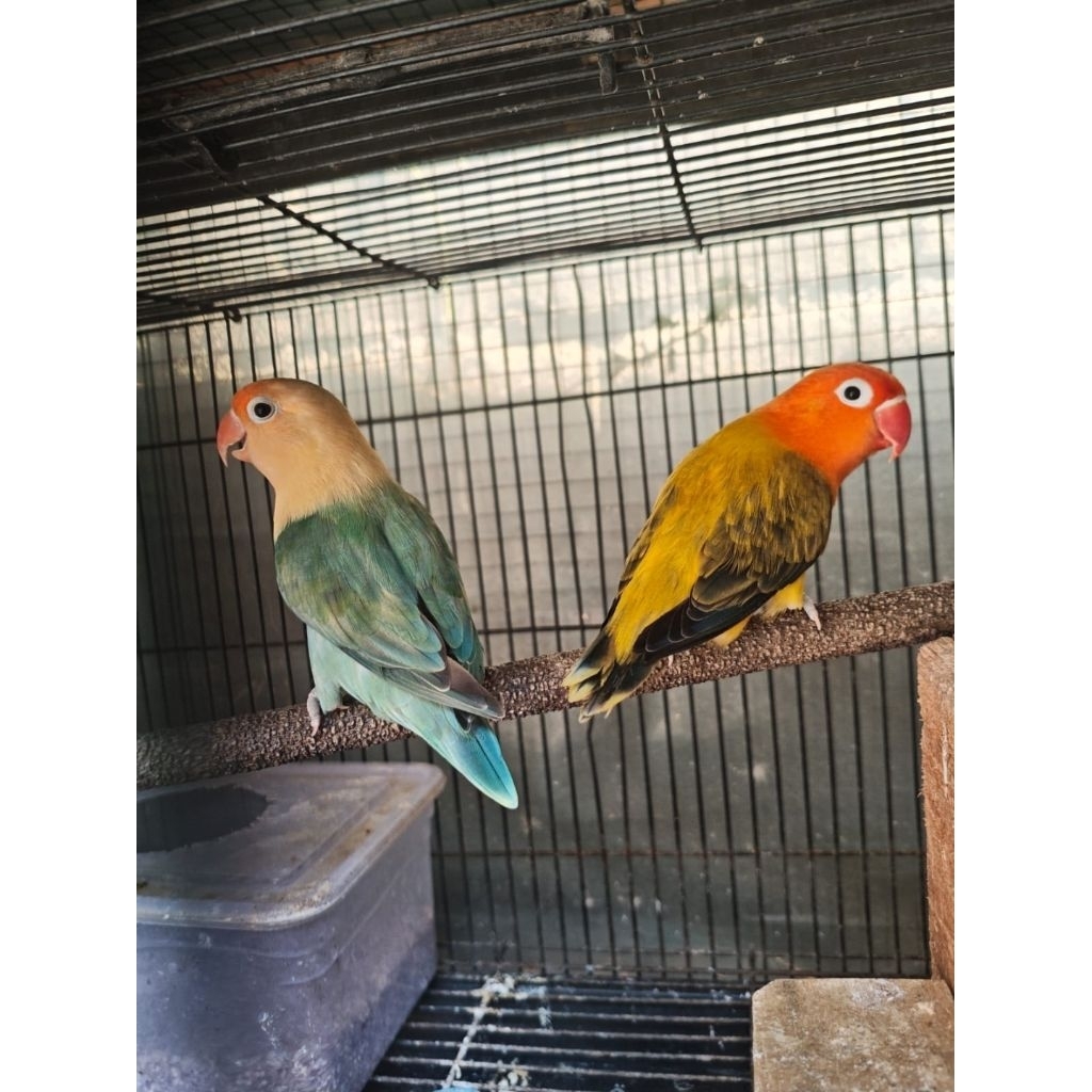 Sepasang indukan Lovebird Biola ewing gold X biola pb sudah menelur 4