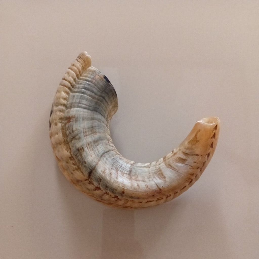 shofar 16.5 inch