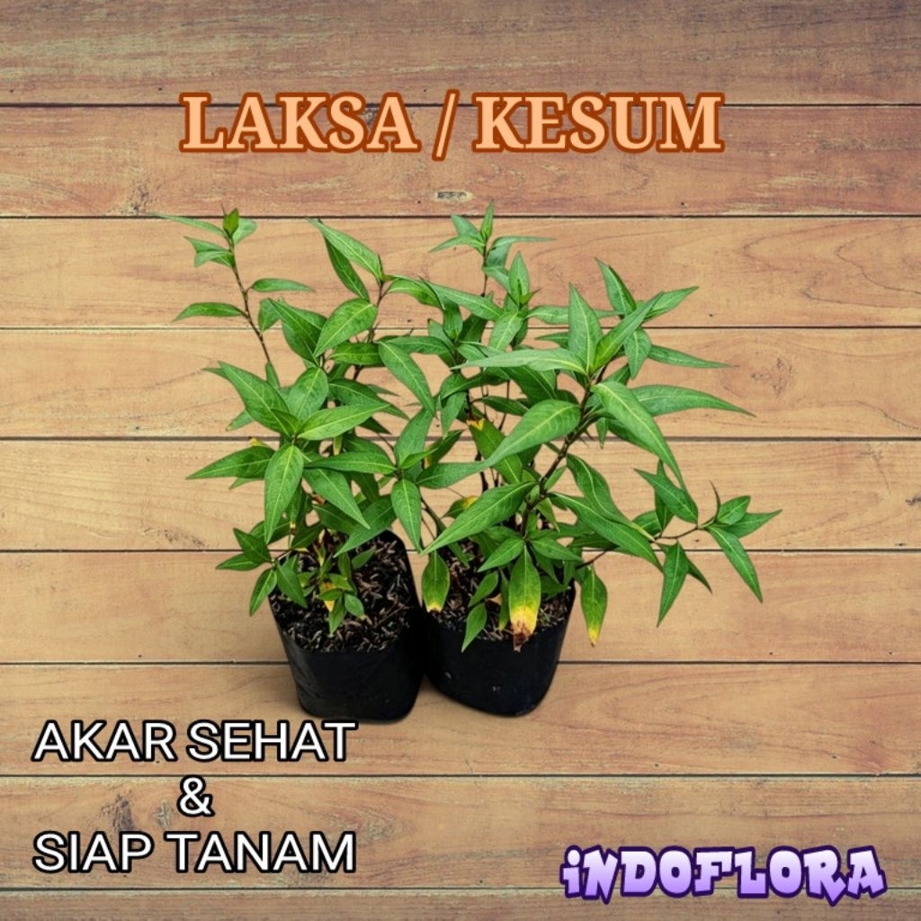 Tanaman Herbal Kesum Laksa