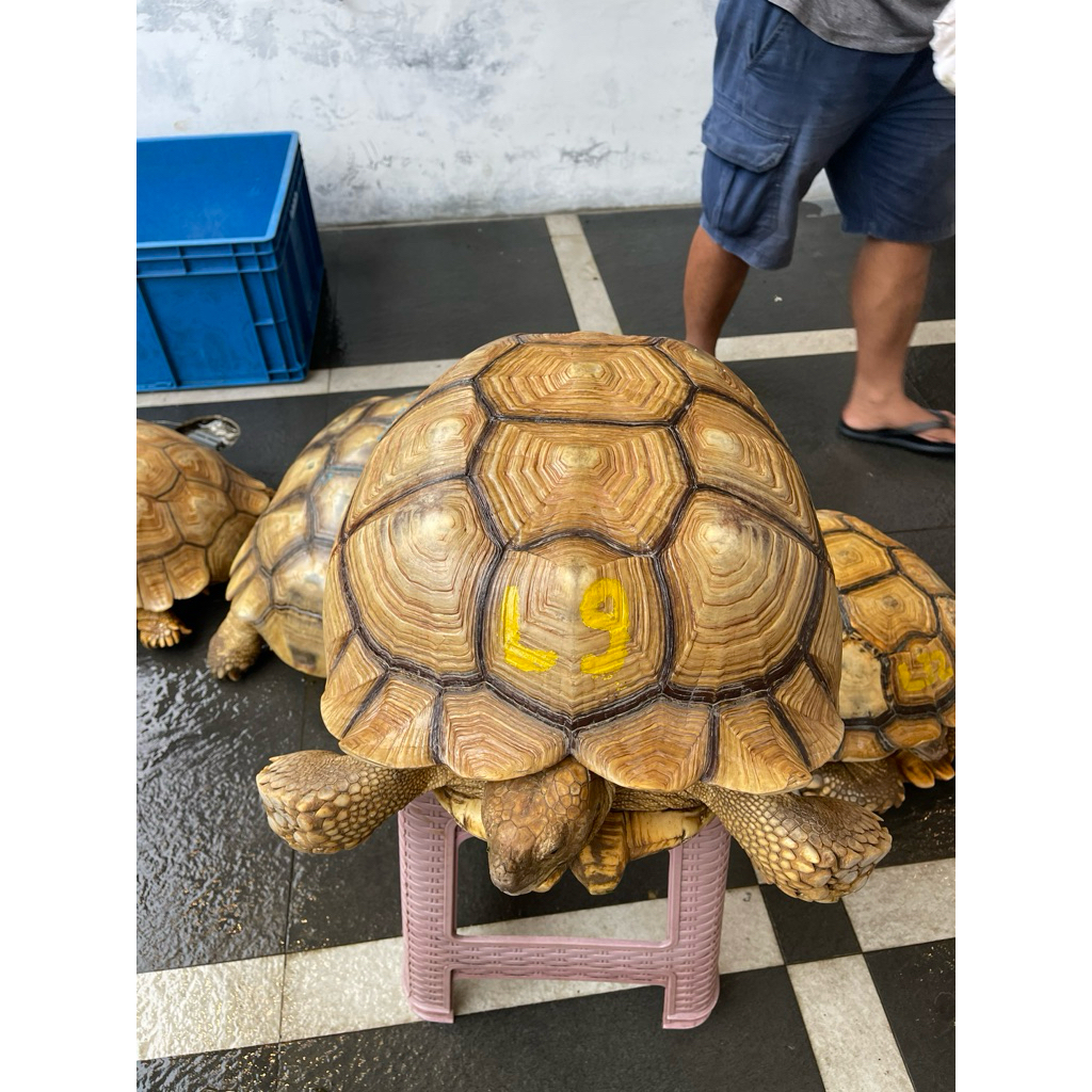 Kura Kura Sulcata Indukan Betina WC Proven 52 cm