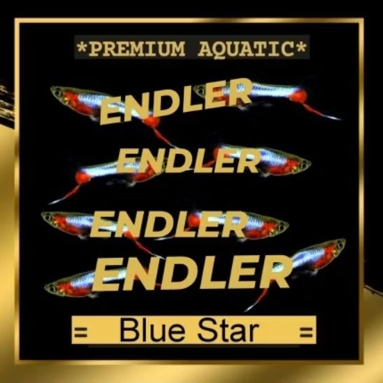 endler Blue Star sepasang