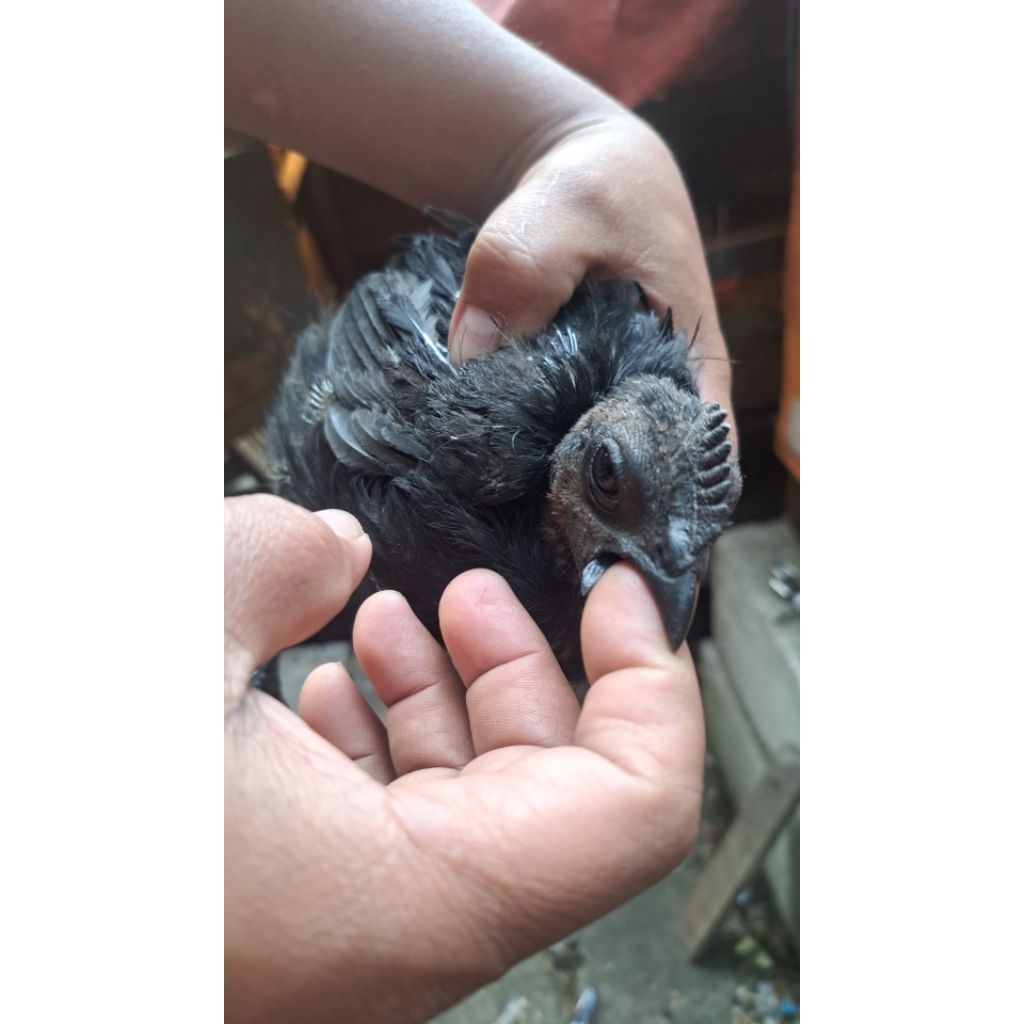 ayam cemani