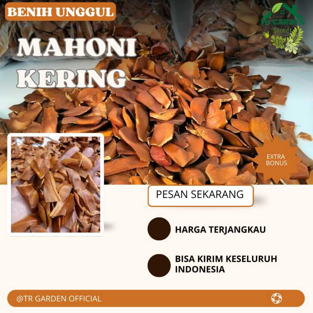 (50 biji) Bibit Biji Mahoni Kering Unggul (Extra Bonus)