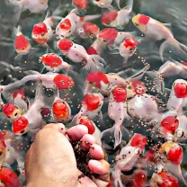 MaskKoki Oranda merah putih merdeka terkarantina gemesin