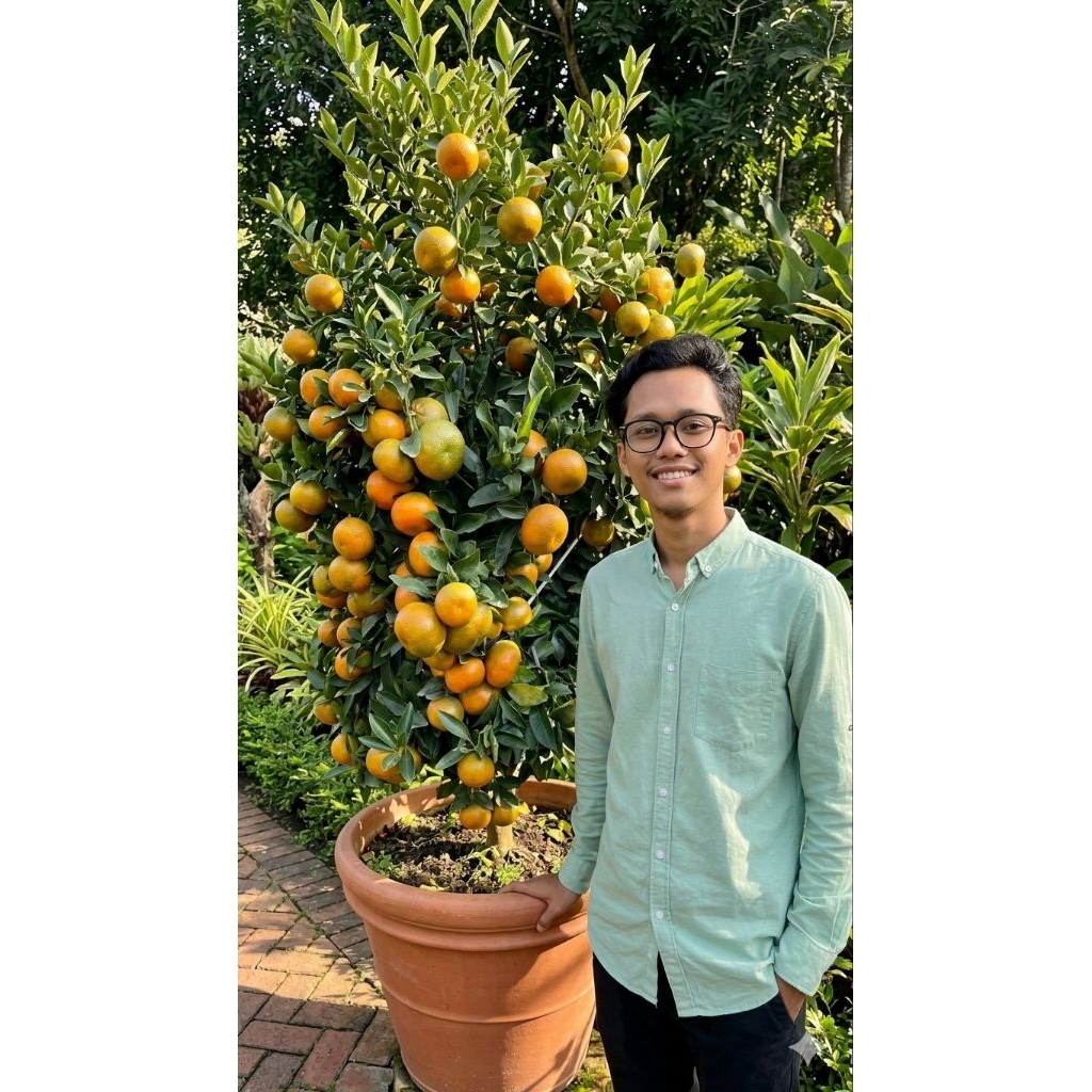 Bibit Jeruk Santang Madu Valid