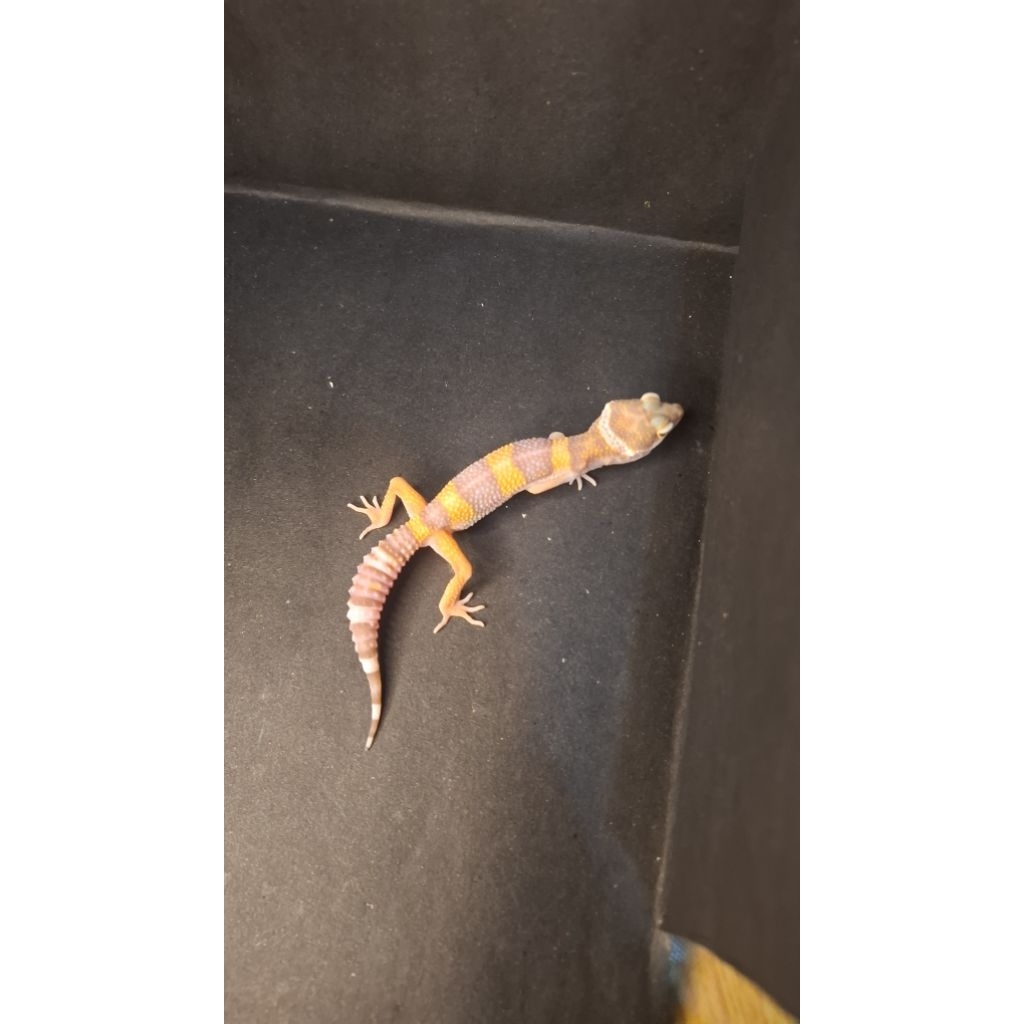 Leopard Gecko Male - Tremper Lavender ph Eclipse - Usia Juve Jantan Sehat Mulus HG058