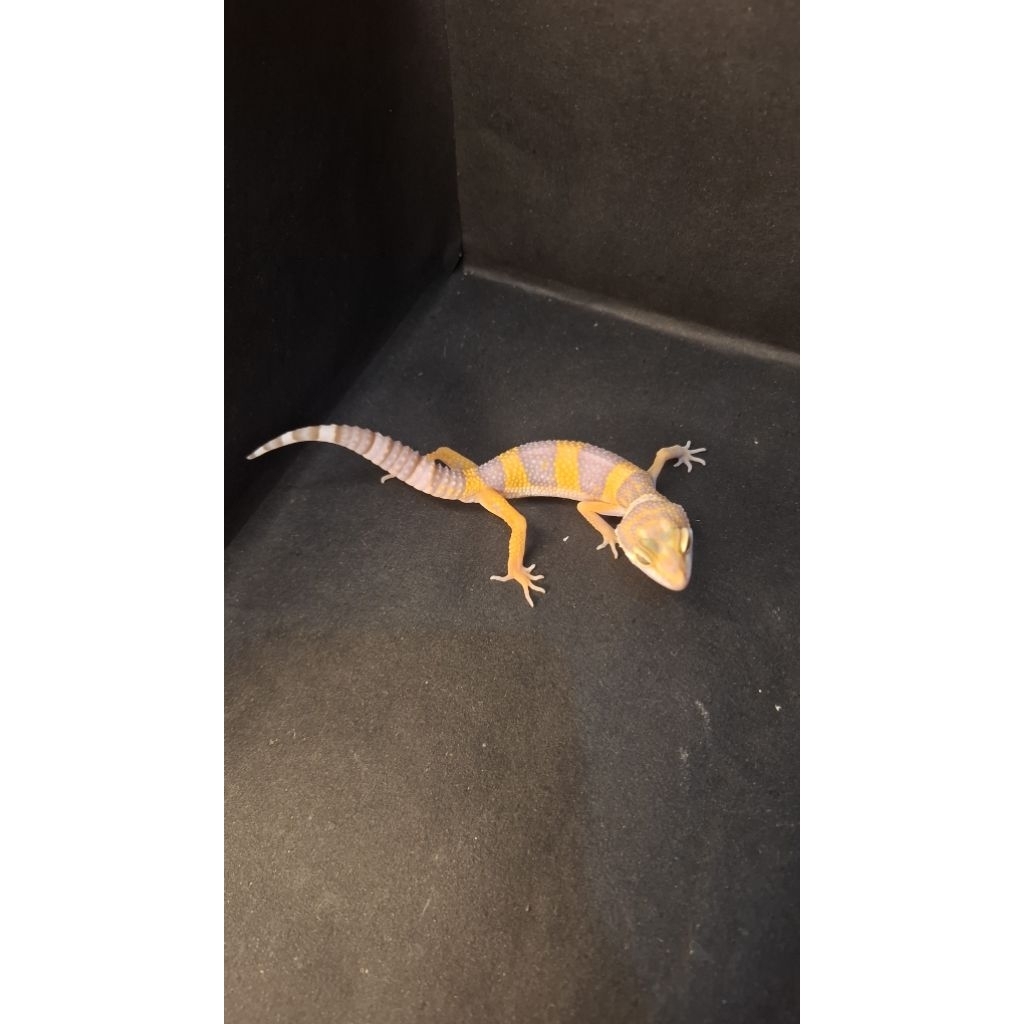 Leopard Gecko Male - Tremper Lavender ph Eclipse - Usia Juve Jantan Sehat Mulus HG059