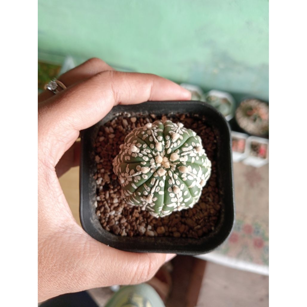 Kaktus Astrophytum