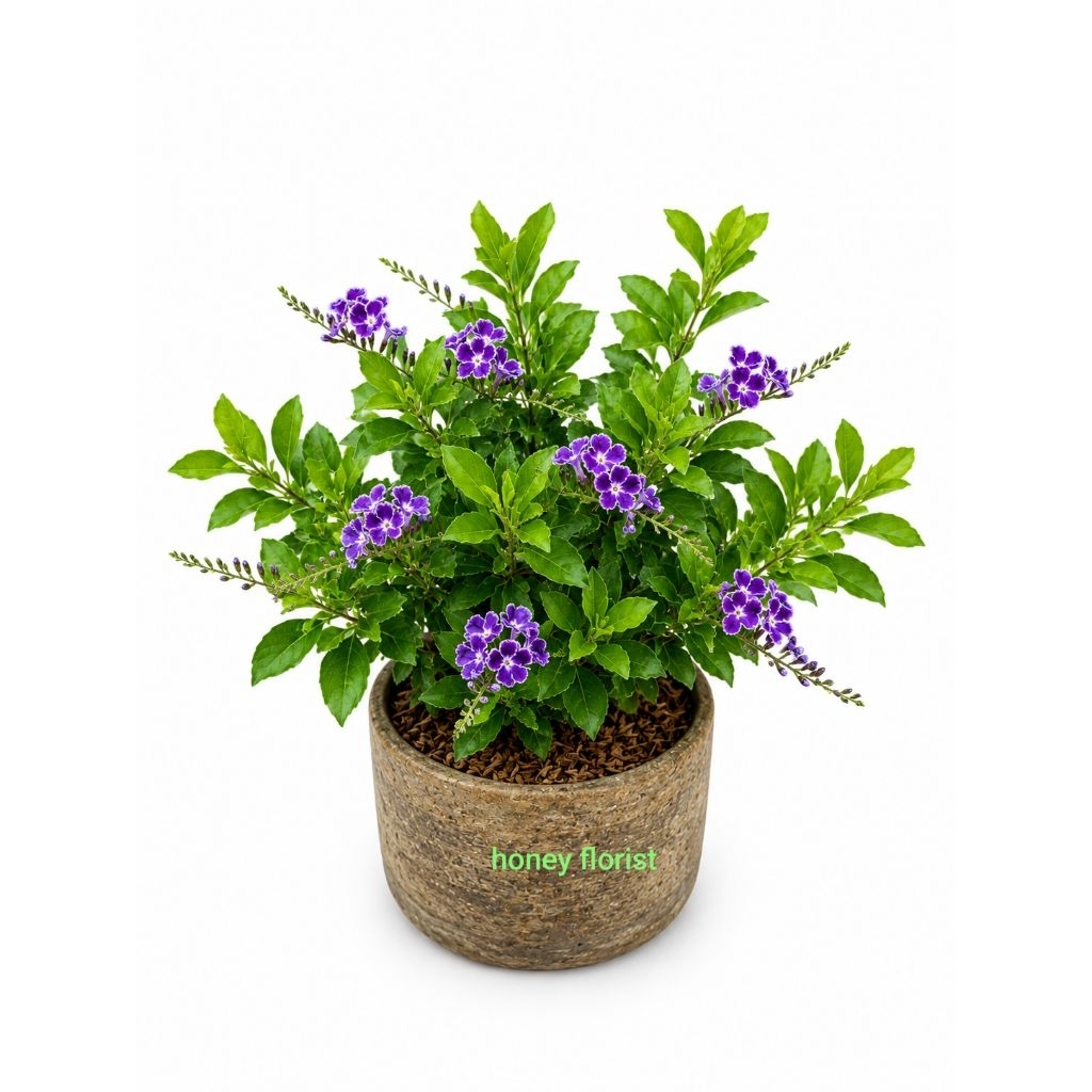Duranta Tanaman hias bunga ungu duranta erecta