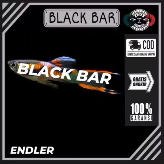 Endler BB pasangan