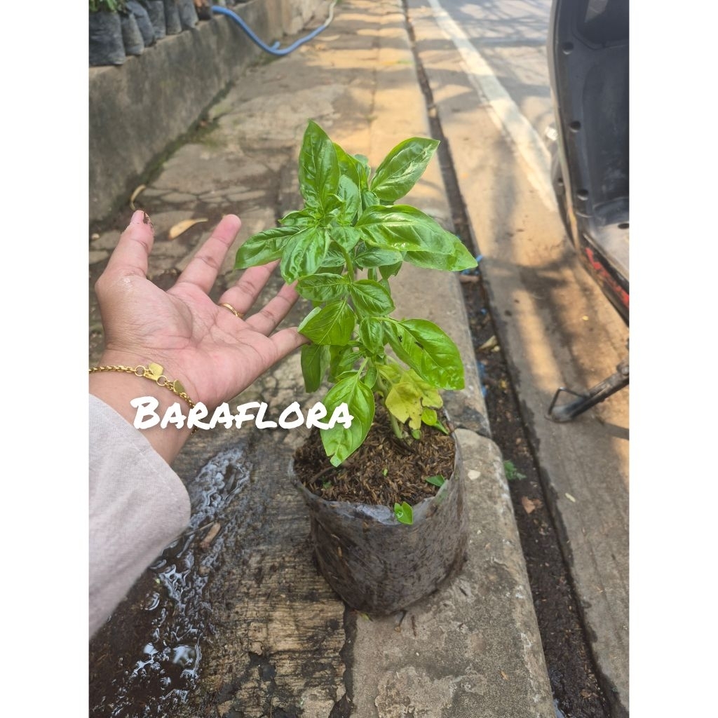 tanaman hias basil/pohon basil