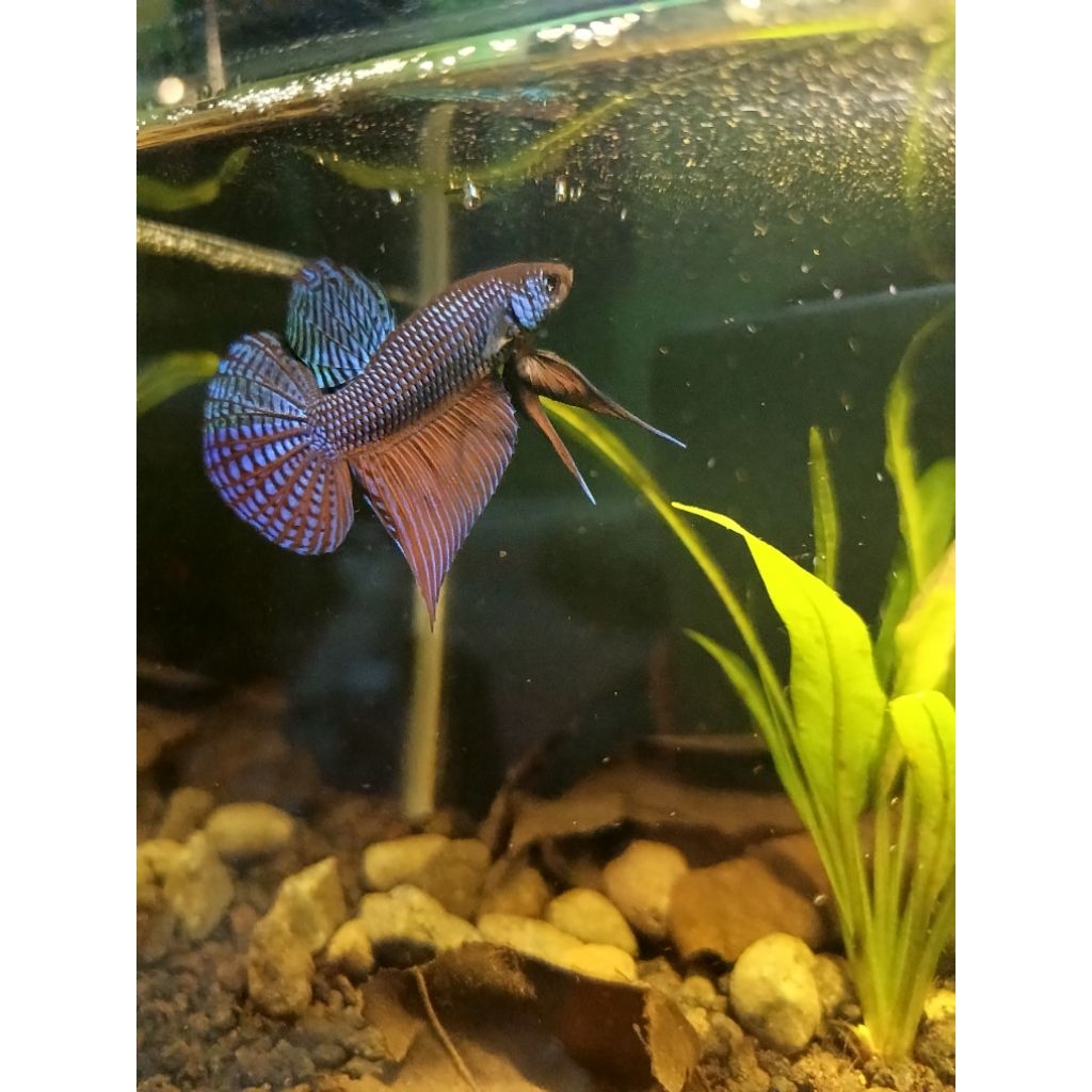 ikan cupang (WILD BETTA) smaragdina guitar green (MALE)