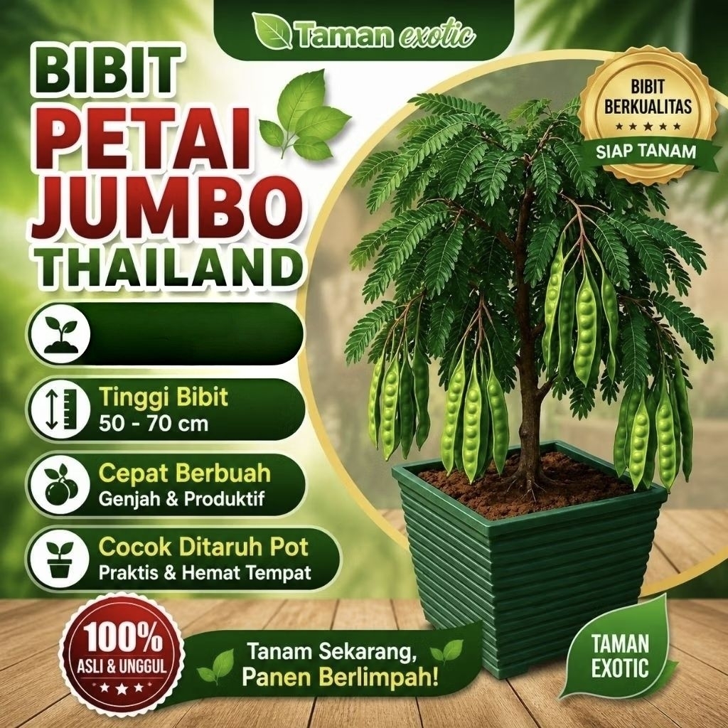 Bibit petai jumbo hibrida cocok ditanam dipot