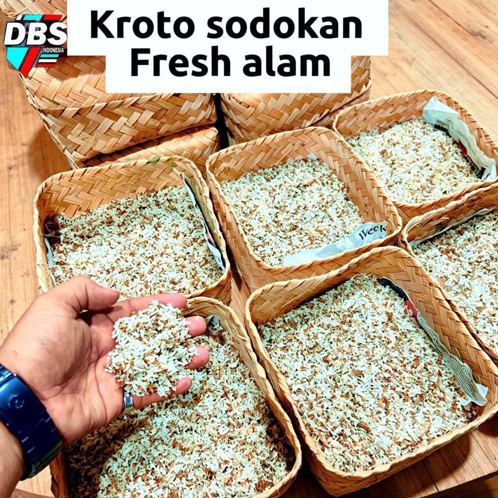 kroto segar untuk burung/ umpan pancing