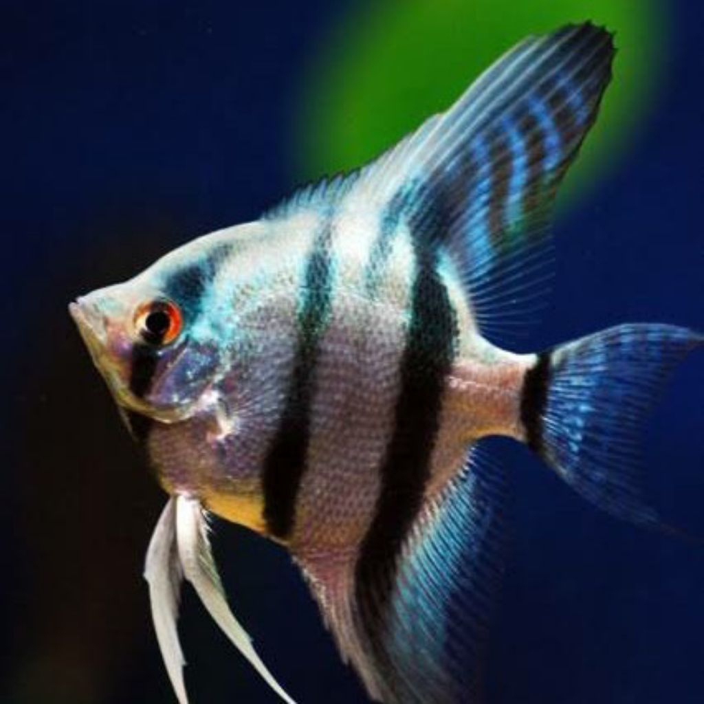 ikan Manfish blue pinoy size 3-4 cm