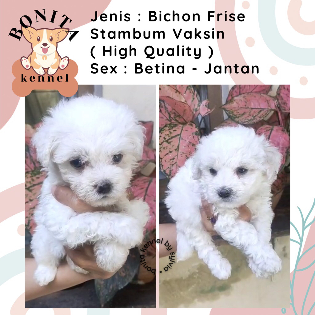 Mini Bichon Frise Stambum Anjing Bichon Korea Jantan Betina
