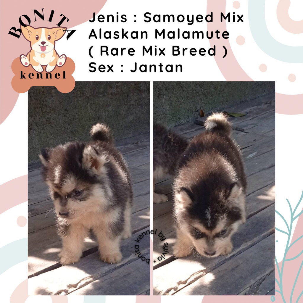 Alaskan Malamute Mix Siberian Husky Anak Anjing Alaskan Grey Red Jantan Betina
