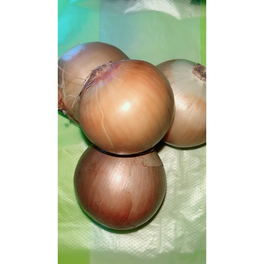 BOMBAY / BAWANG BOMBAY