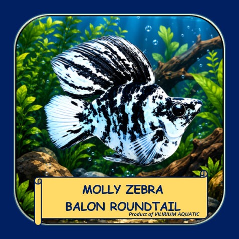 IKAN HIAS MOLLY ZEBRA BALON ROUNTAIL | MOLLY ZEBRA CAWANG ROUNDTAIL | IKAN MOLLY BALON