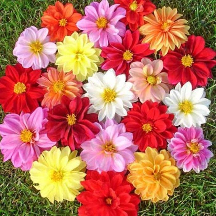 Benih Biji Bunga Dahlia Unwins Dwarf Mix Mudah Tumbuh