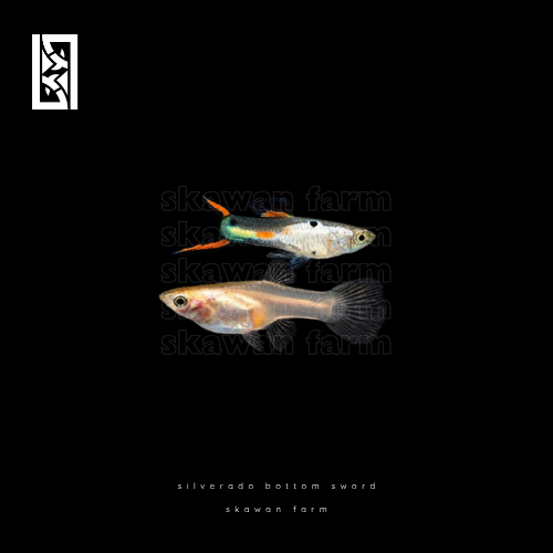 Guppy Silverado Bottom Sword | Aksesoris Aquarium