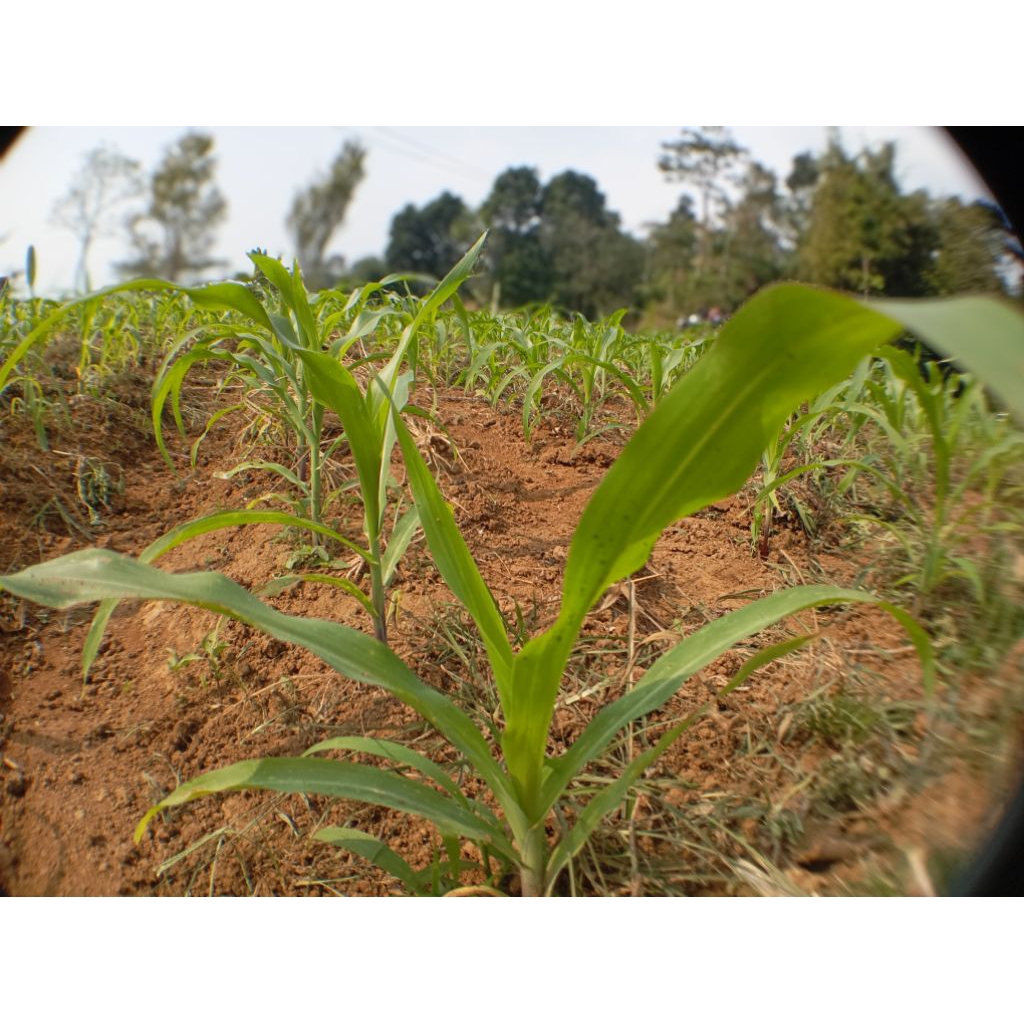 Benih Tanaman Jagung Merk Pioneer P32 Singa