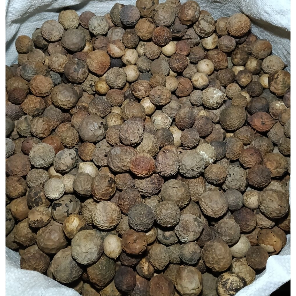 biji nyamplung 1000gr
