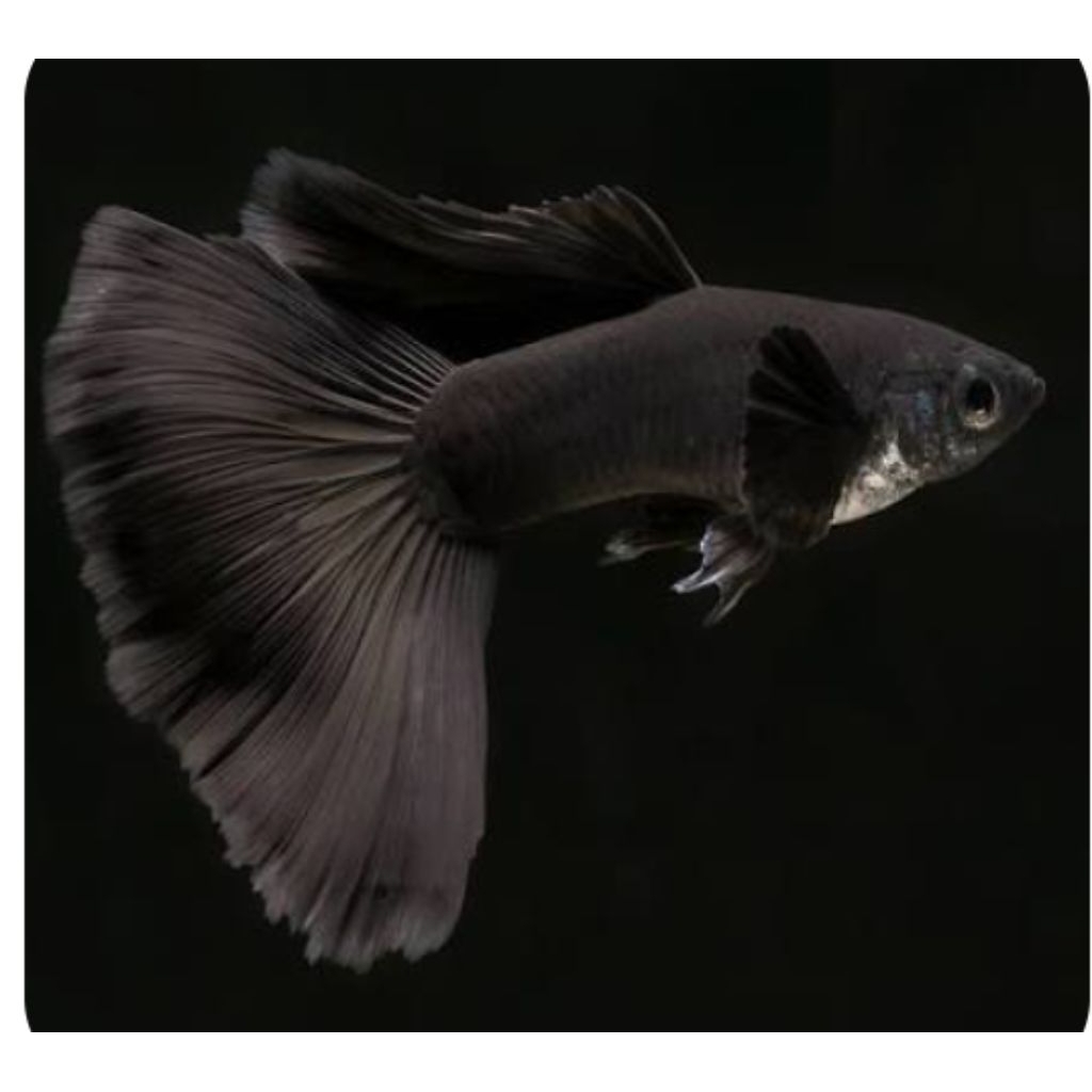 ikan guppy black Moscow