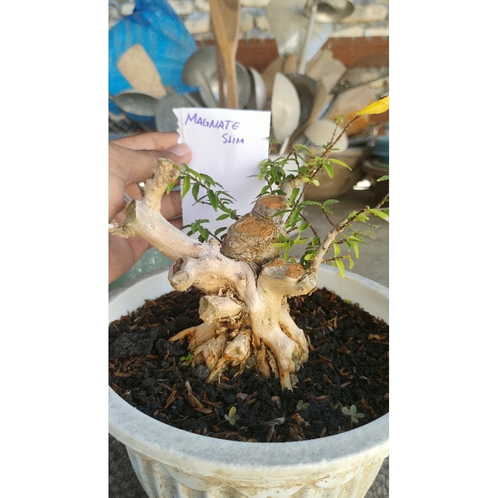 pohon bonsai Anting Magnate sudah subur