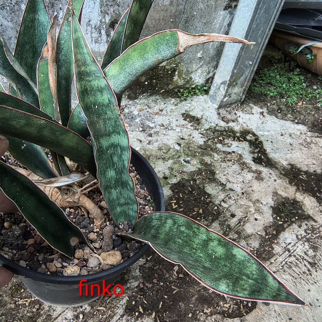 ES. 22421. sansevieria sp. Tanzania, loc 41/41.