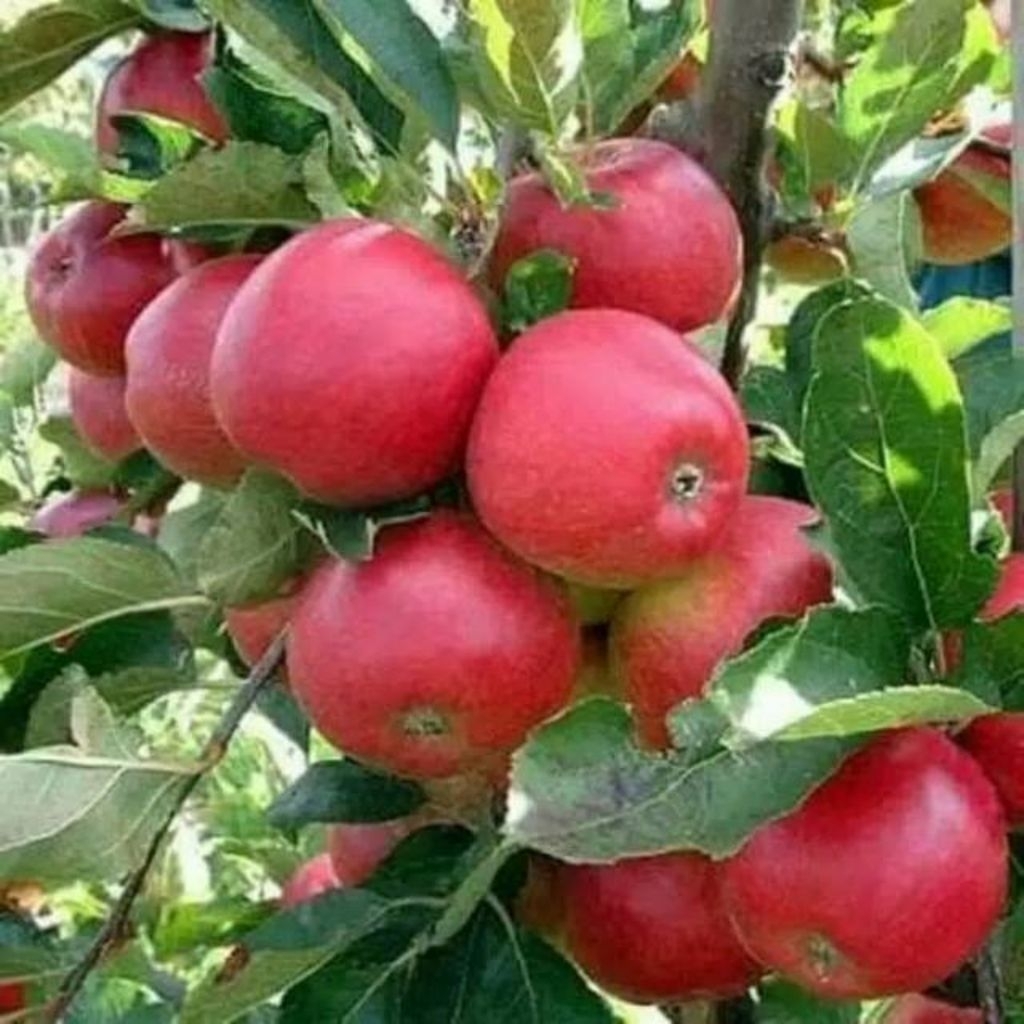 Bibit apel fuji