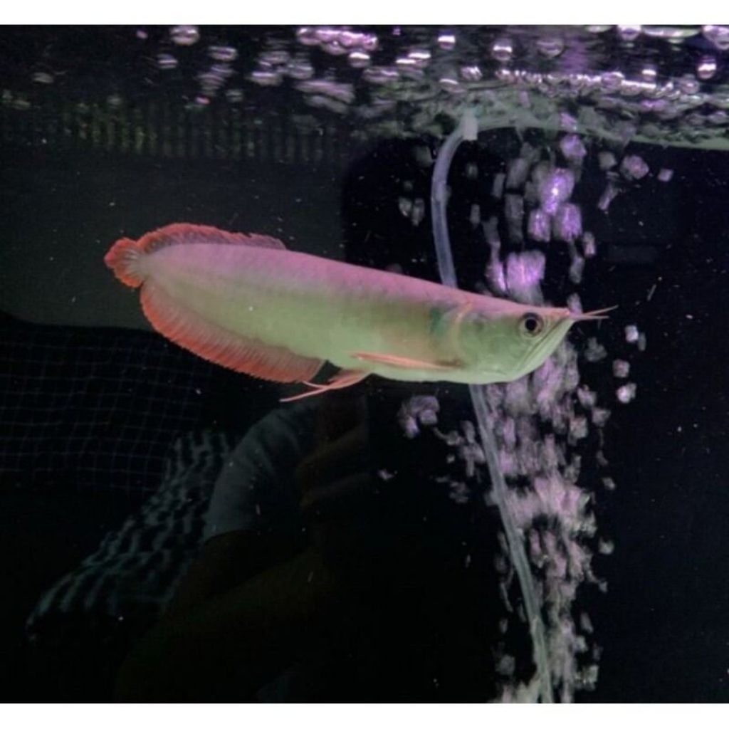 (HIASAN AQUARIUM) ARWANA RED 15CM
