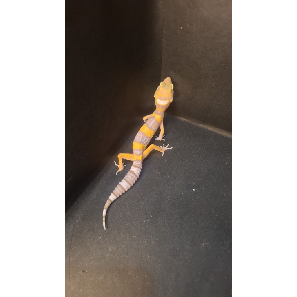 Leopard Gecko Male - Tremper Lavender ph Eclipse - Usia Juve Jantan Sehat Mulus HG061