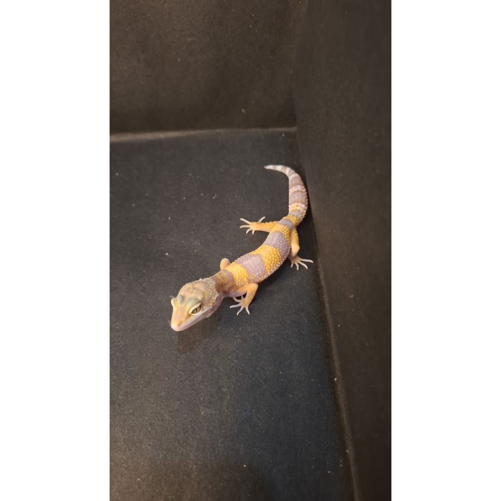 Leopard Gecko Female - Tremper Lavender ph Eclipse - Usia Juve Betina Sehat Mulus HG063