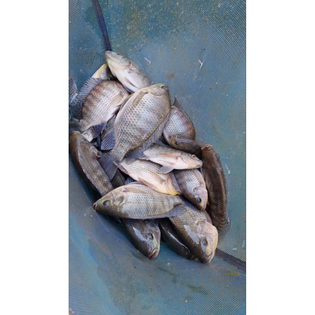 bibit ikan nila kekar ayak 5